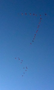 Flamingos fly in Formation
